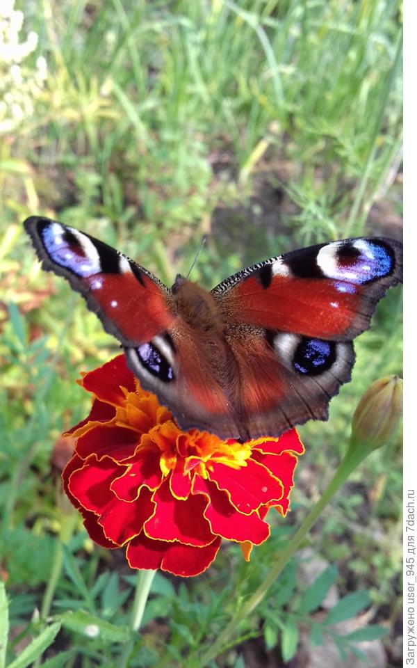 Павлиний глаз