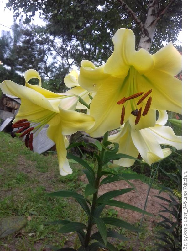 Мои новоселы