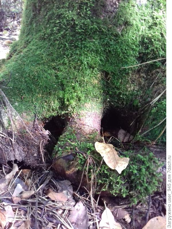 А это плачет леший нашего леса...