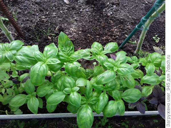 Высеваю сортов 5-6, это лимонный, очень люблю его