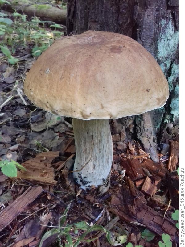 Сантиметров 20-ть в высоту