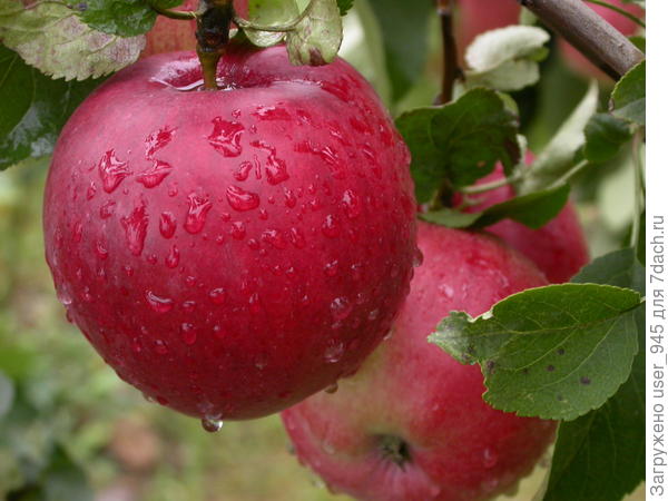 Вот такие были яблочки!