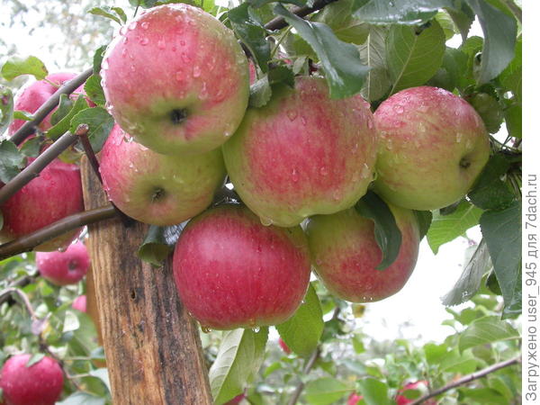 Веточки только с подпорой выдерживали количество яблок!
