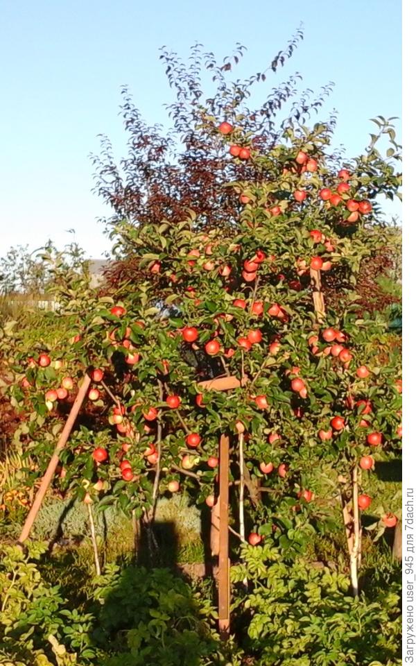 Вот такой был урожай!)))
