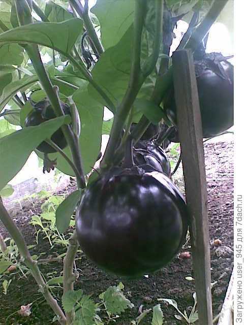 Баклажан Шалун