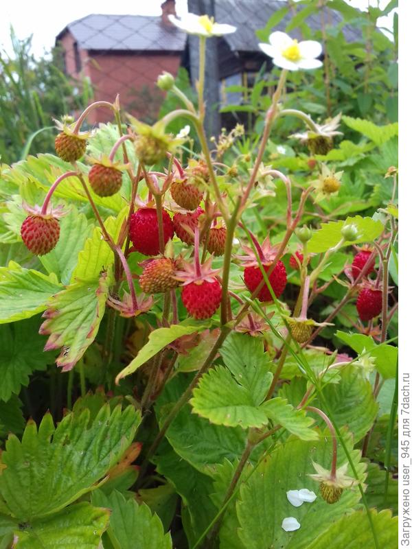 Вот так она выглядела, только я ее подкормить забыла, вот листики и бледные