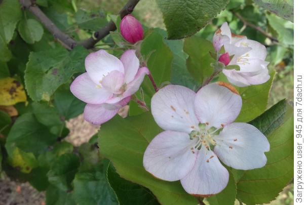 1 октября, яблонька цветет!