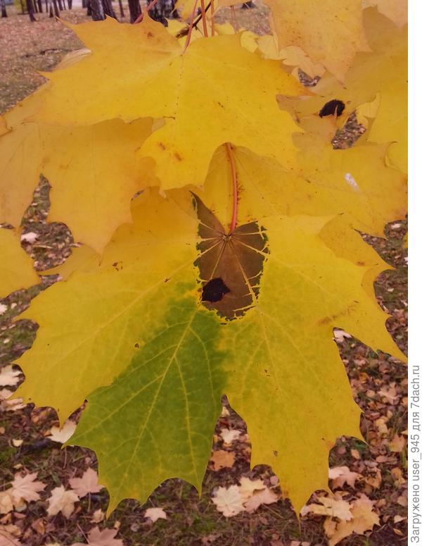 Необычная окраска листа