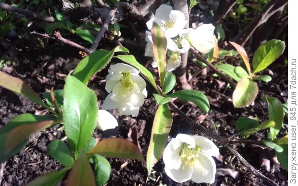 Вот так он цвел