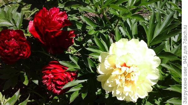 Жаль солнце высветлило желтый цвет, фото прошлогоднее и хризантемка еще не зацвела