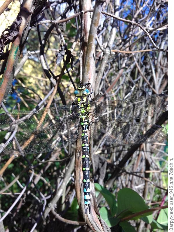 Стрекоза Голубое Коромысло и отражение неба в ее глазах))