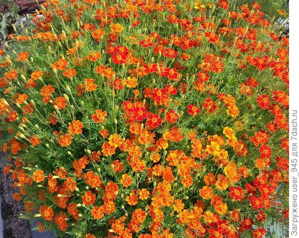 Эти цветы тебе!