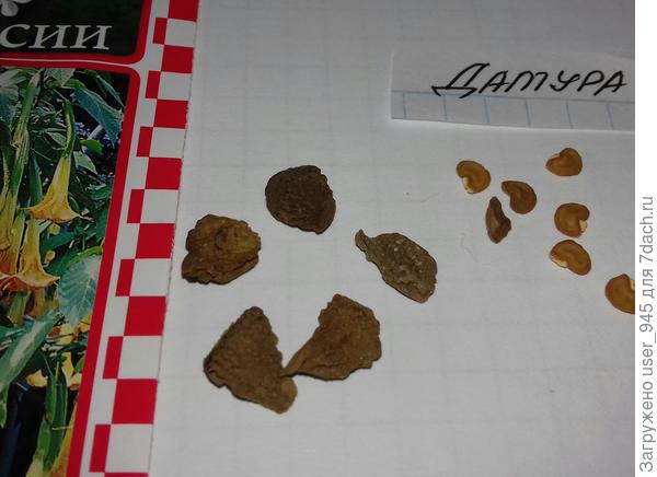 Семена разных сортов датуры