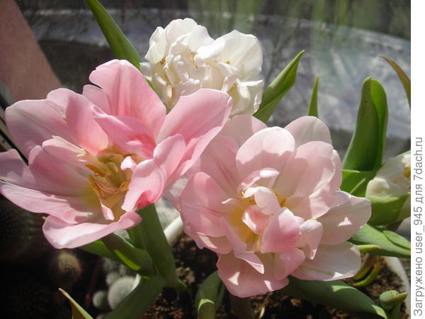 Тюльпаны замечательной девушке!!!