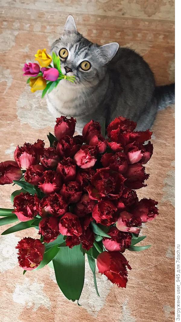 Поздравляю-Мяуууу!!!