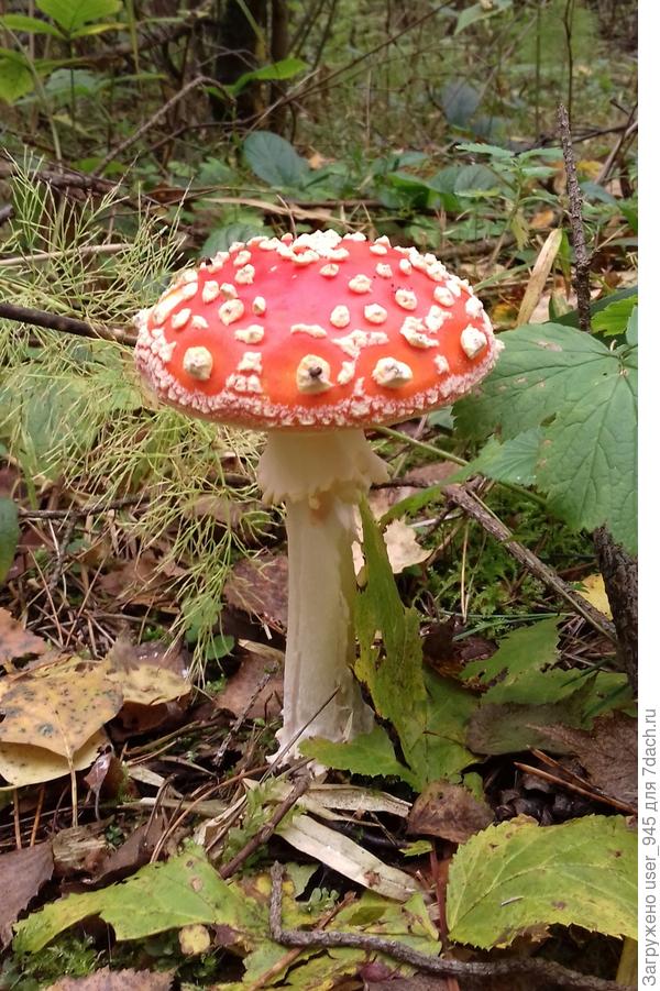 Никогда не видела более красивого мухамора)))