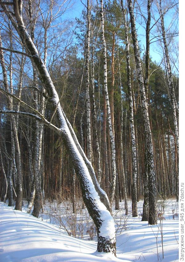 А это лесок рядом с маминым поселком, у них гораздо чище в лесу))