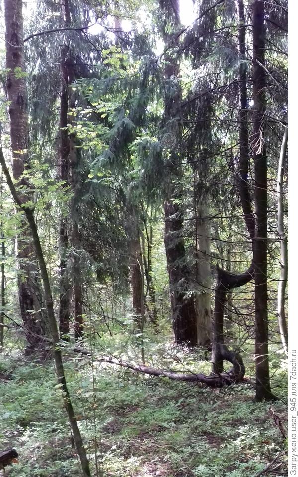 Мне понравилась эта елка-чудище)))