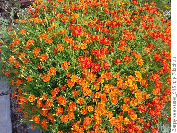 У соседки увидела