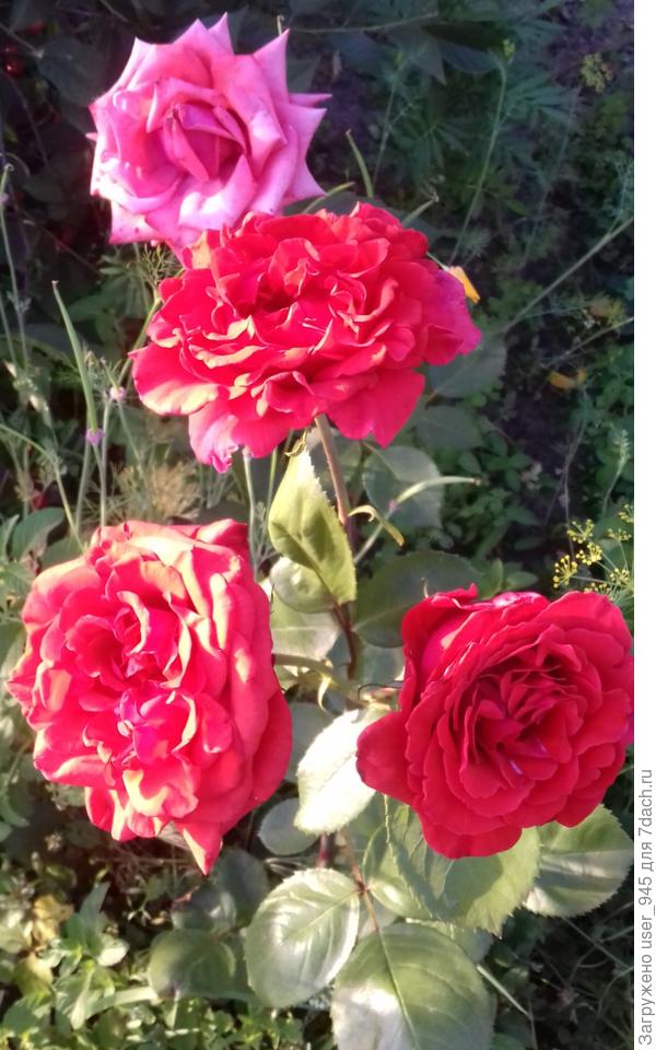 Моя, зимой подпрела, восстанавливается