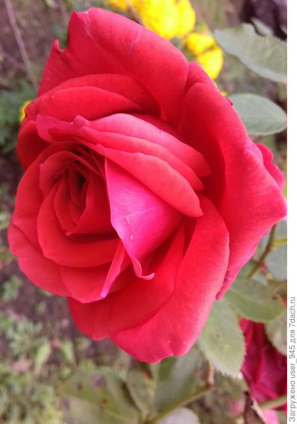 Это вторая моя