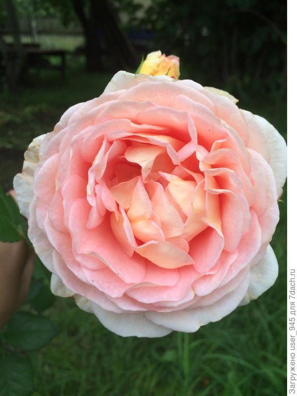 Еще мамина из черенков