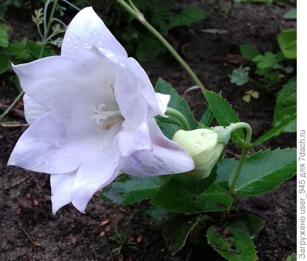 Это платикодон прошлым летом один зацвел))