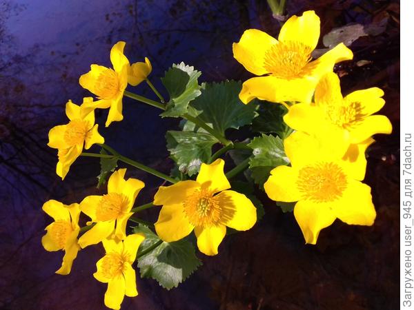 Прекрасный весенний цветок замечательной девушке)))