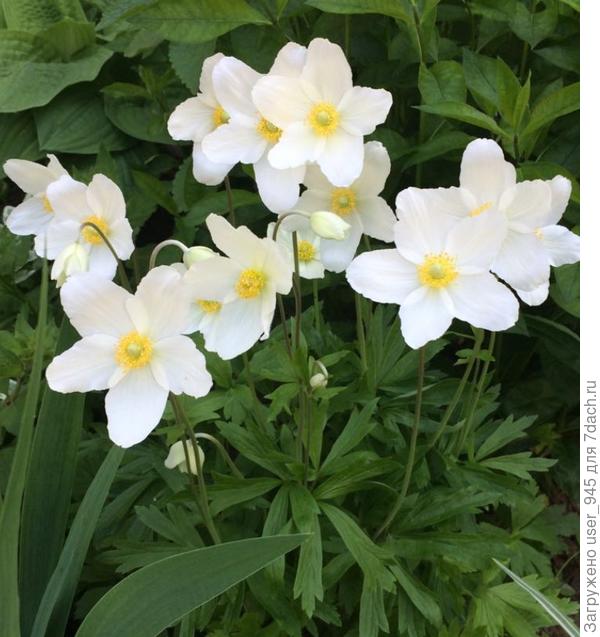 Ветренница