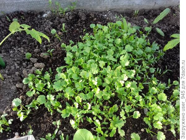 Кинза самосевная, помидорки высаживала максимально аккуратно)))