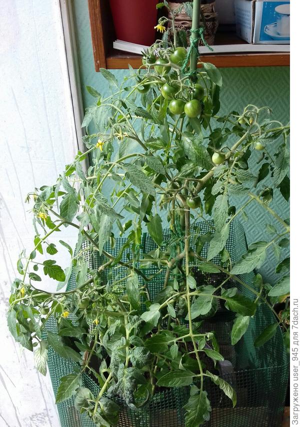 Полторы недели назад еще зеленые.