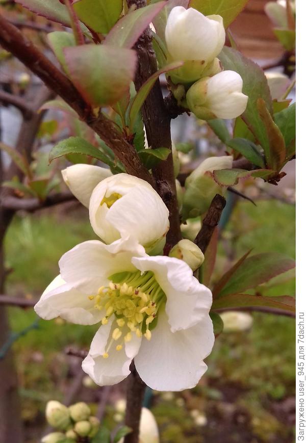 Моя диковинка вам - белый хеномелес))) наконец-то начал распускаться