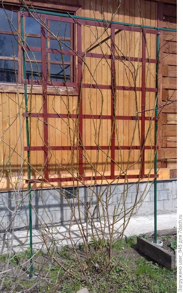 Вот наша шпалера для розы)