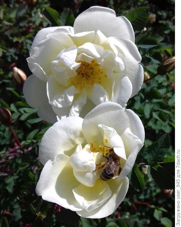 У нас пока только такие цветут)))