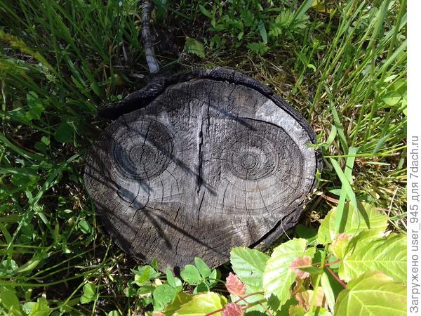 Нашла в зарослях свою осеннюю находку прошлого года))) Так хочется спил себе забрать, да муж только у виска пальцем крутит))