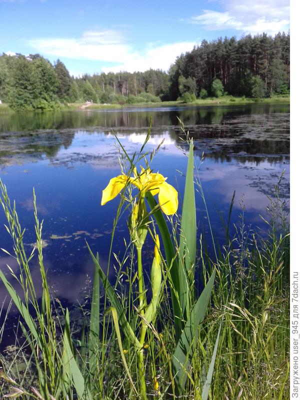 А это сегодня сфотографировала)))