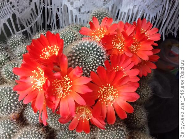 Четвертая волна))