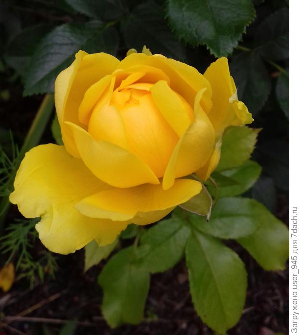 Полна красоты и нежности, как эта розочка)))