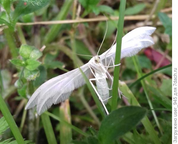 И полна чудесами, как этот мотылек похожий на ангела, с десятью крылышками ввиде перышек)))