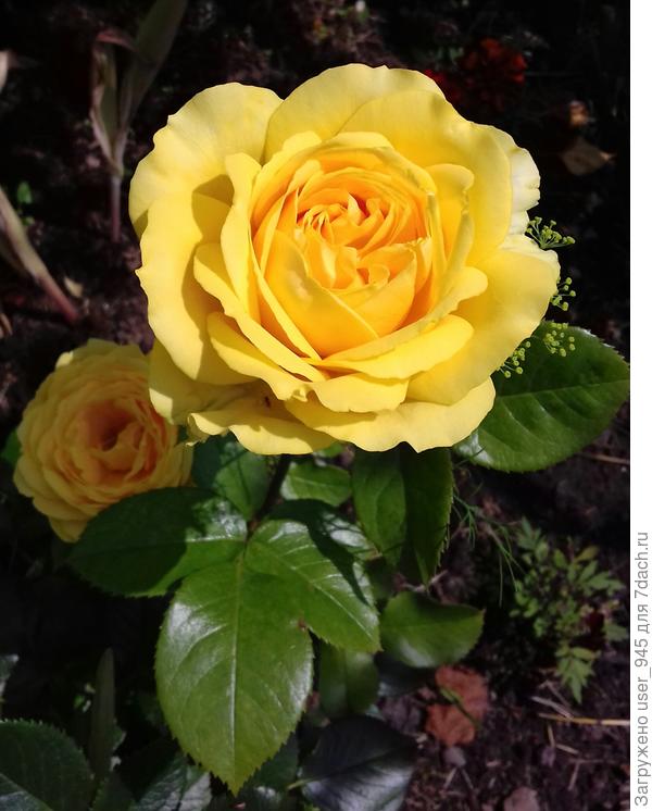 Для девушки с красивым именем Юлия )))))