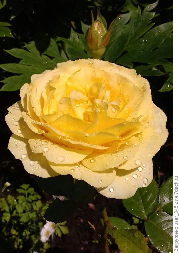 Пусть в твоей жизни будут только слезы радости, как капли дождя на этой розе))))))))