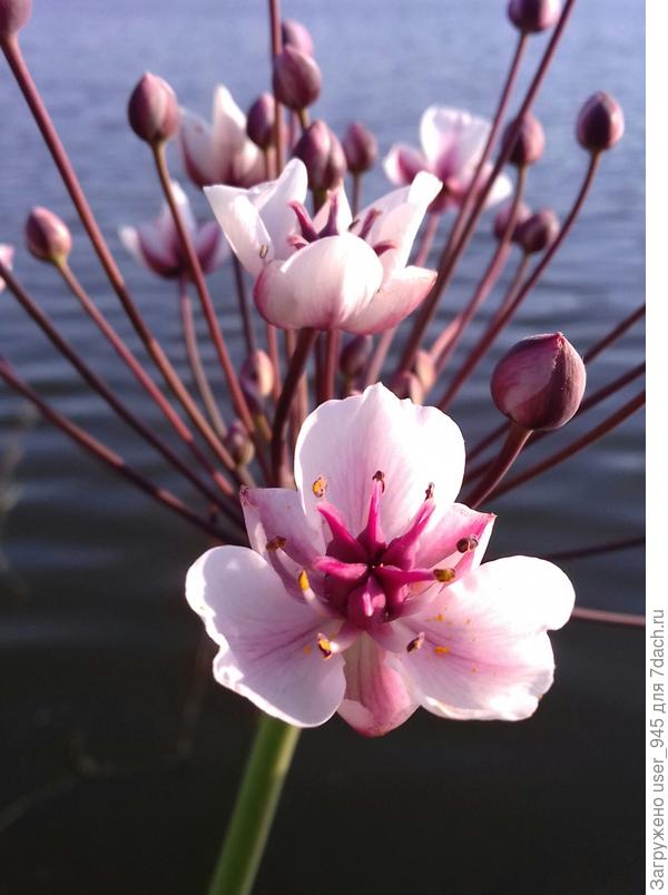 Вот такие красивые цветы))