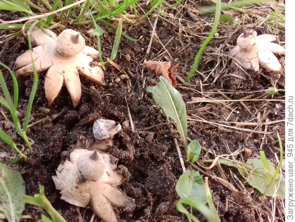 Выросли на городском газоне)))