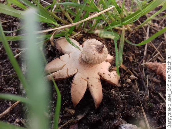 Гриб-осьминожка :)