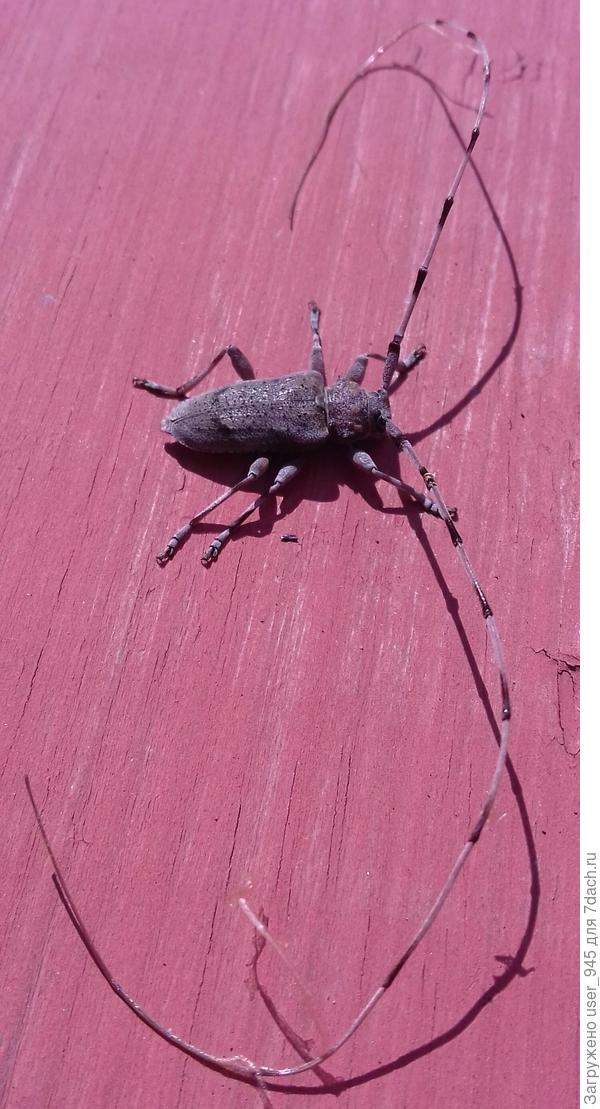 Размах усув примерно 8см))