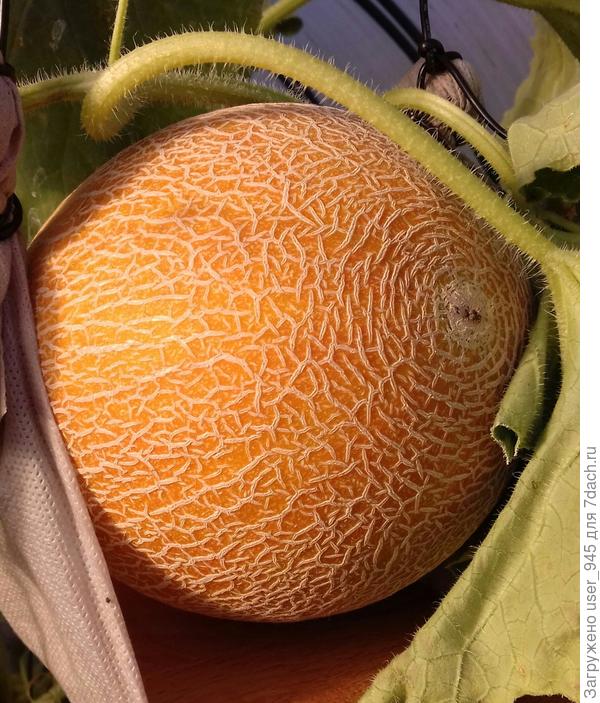 Золотая Осень началась)))