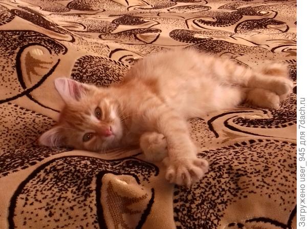 София, поздравления от Рыжика, жителя моей дачи!))) Надеюсь, переедет к моей мама))