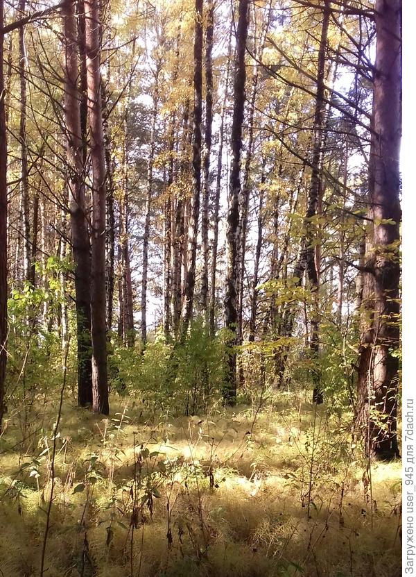 Местами все устилает хвощ))