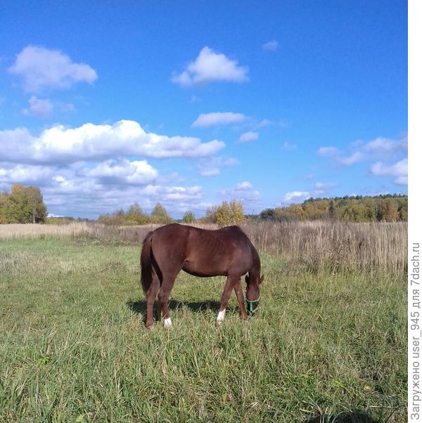 Давно не видела лошадок так близко))