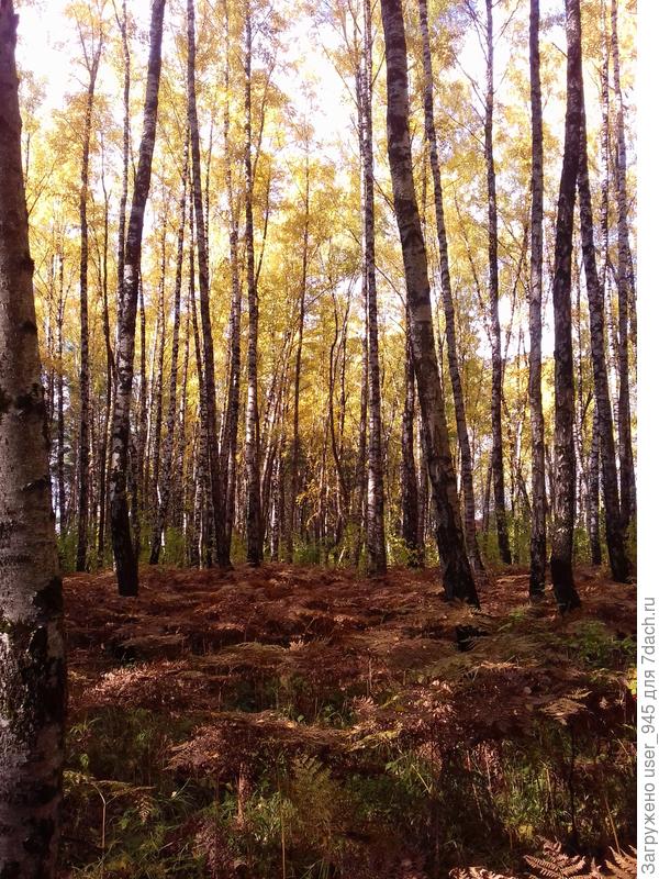 Лес выглядит прозрачным и золотым))